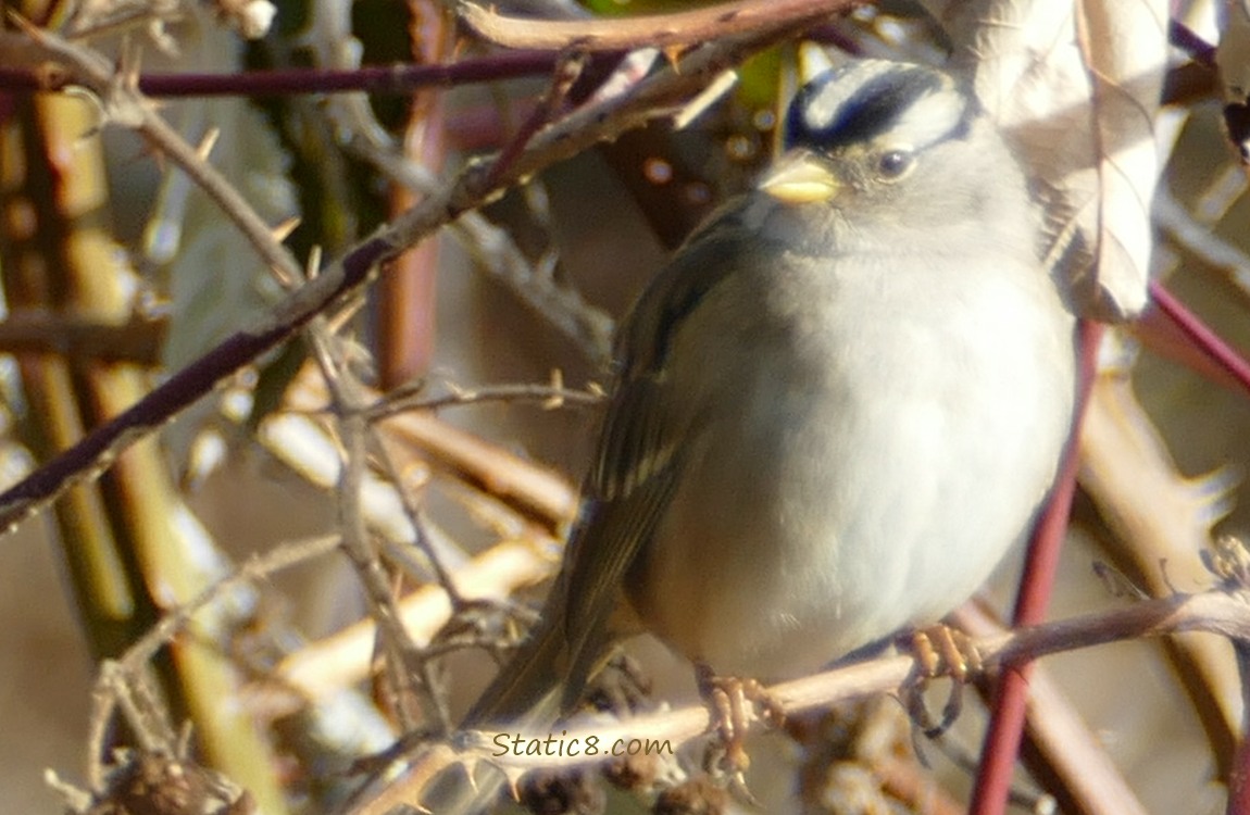 White Crown Sparrow standing on a twig