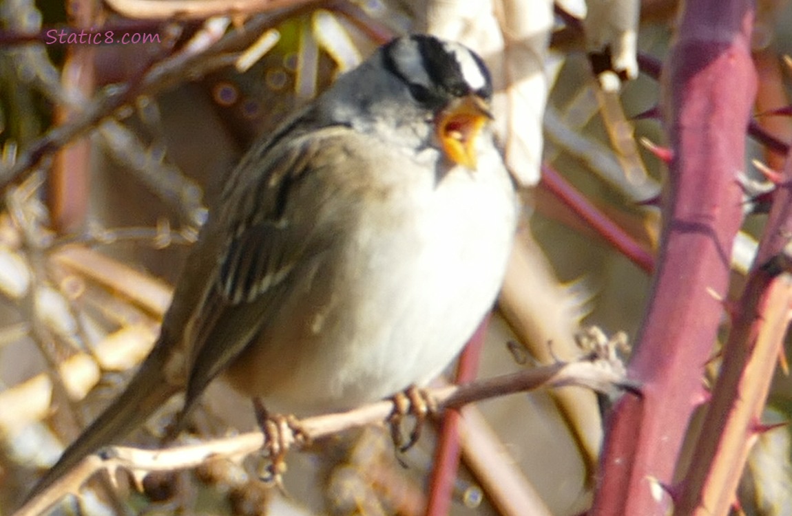 White Crown Sparrow, singing on a twig