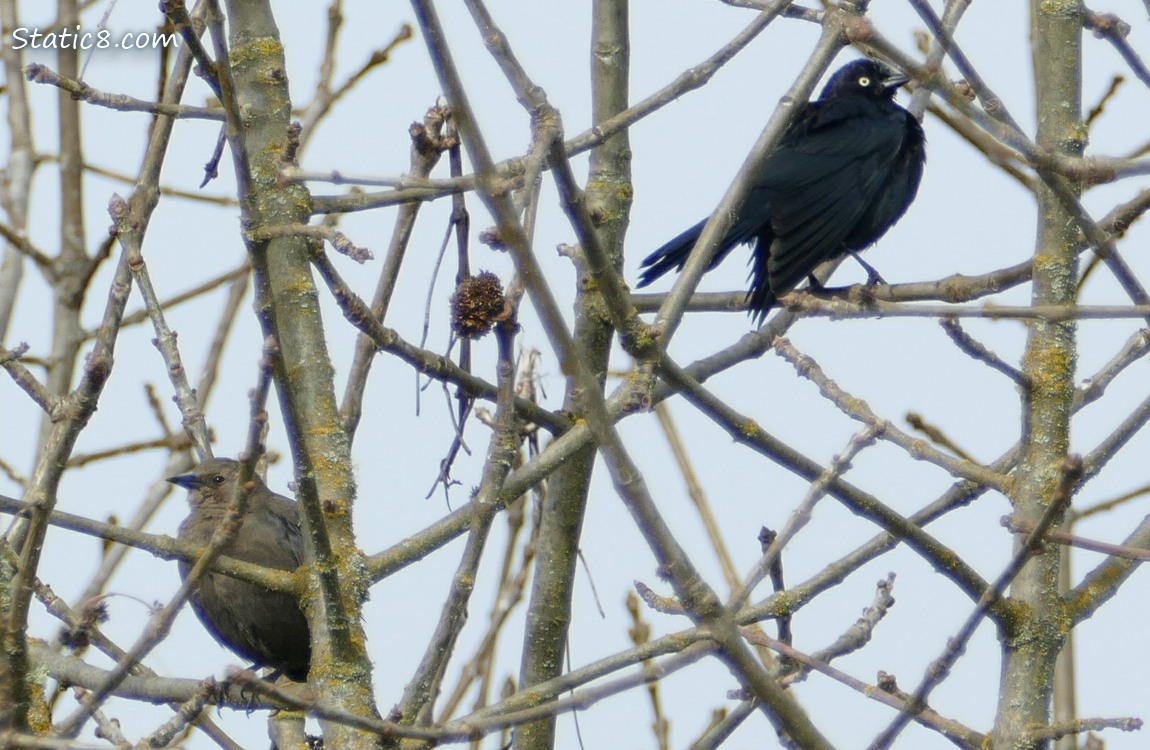 Female and male Brewer Blackbirds standing in a tree