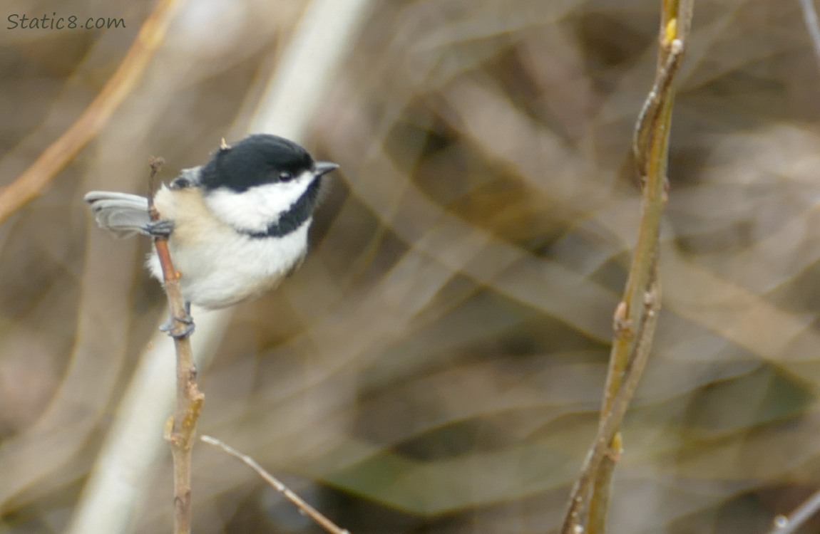 Chickadee standing sideways on a twig