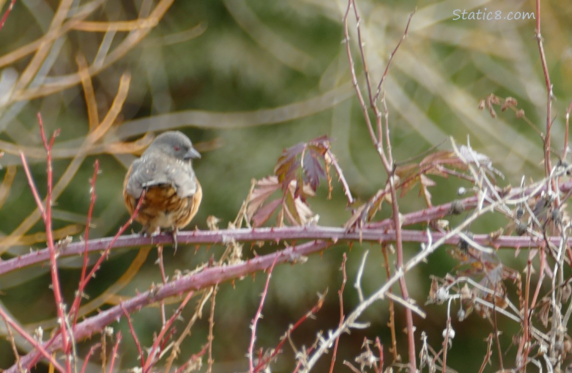 Spotted Towhee on a thorny branch, looking over her shoulder