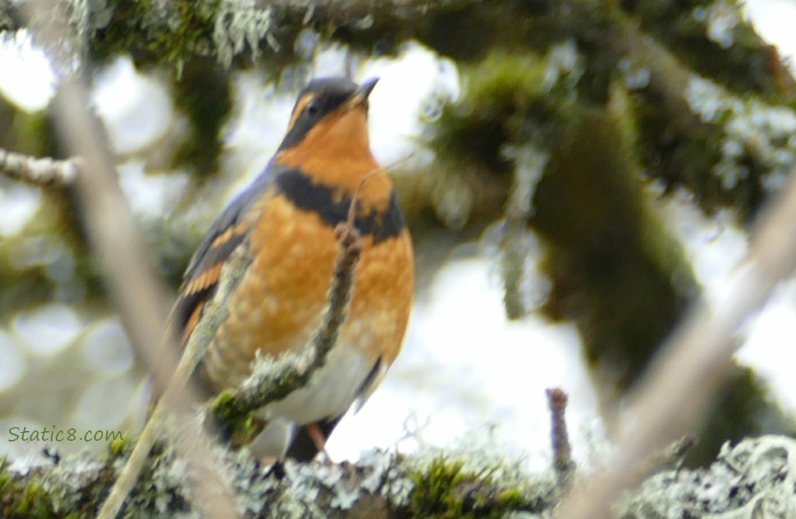 Varied Thrush standing on a branch