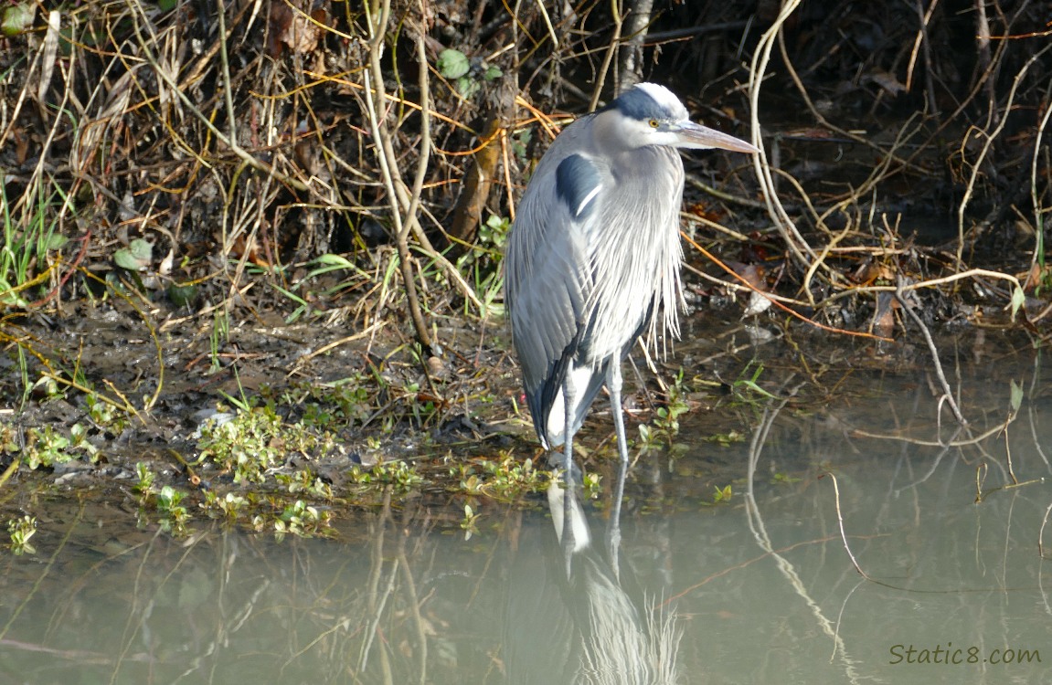 Great Blue Heron