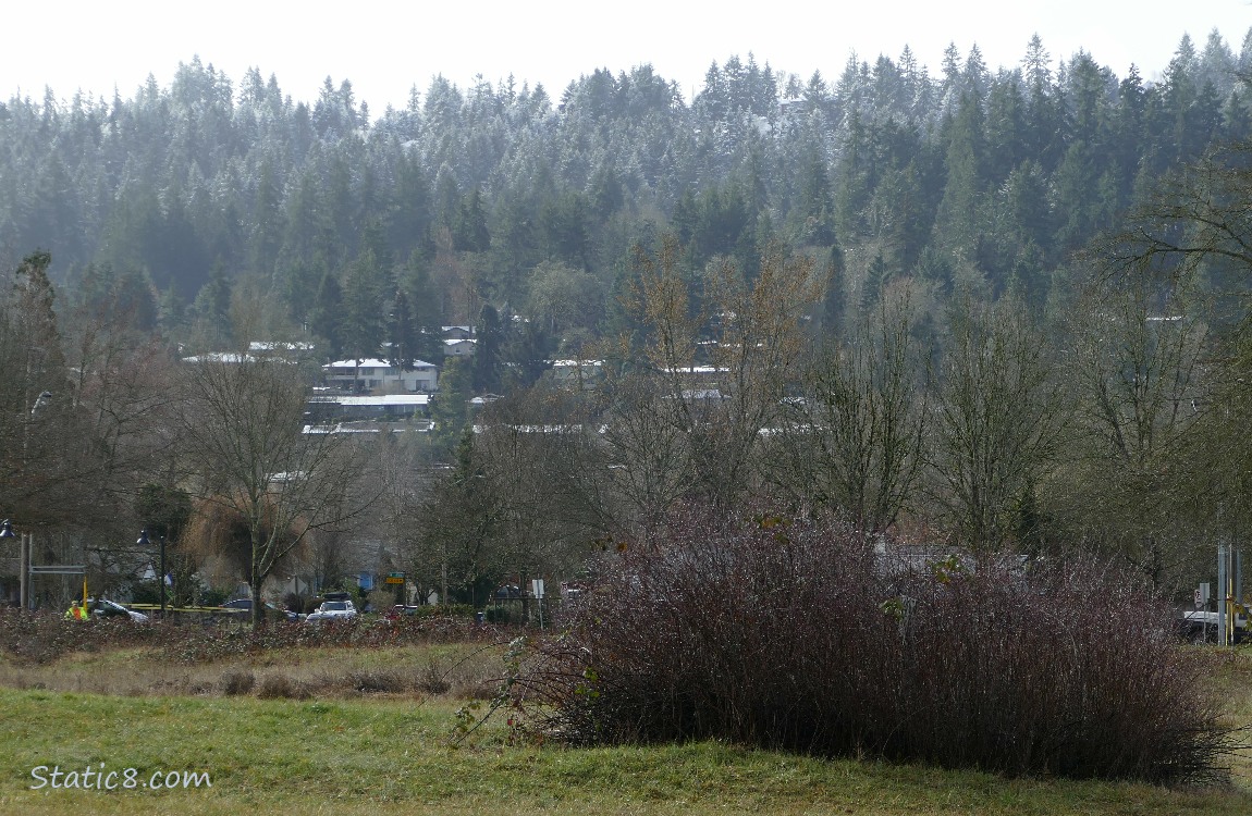 Trees in the background have a white coating of snow