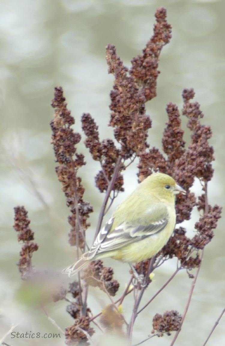 Lesser Goldfinch standing on a weed