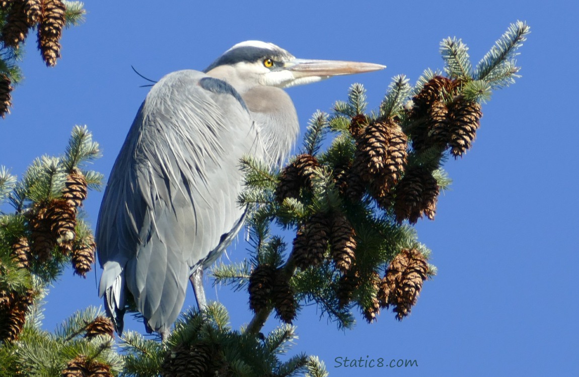 Great Blue Heron standing in a fir tree