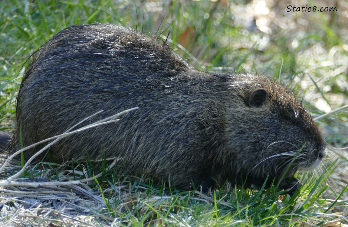 Nutria standing in the grass, squinting eye shut