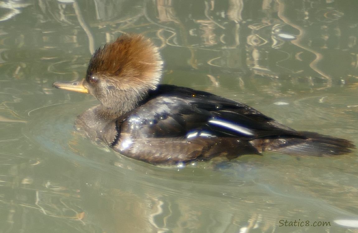 Female Hooded Merganser, in the water