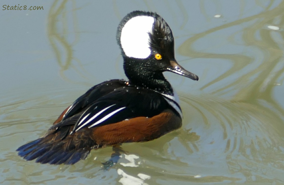 Male Hooded Merganser, in the water