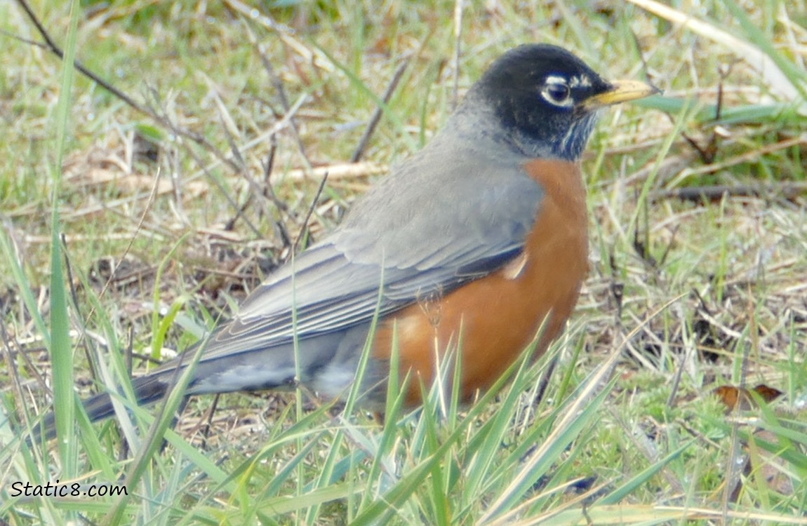 American Robin in the grass