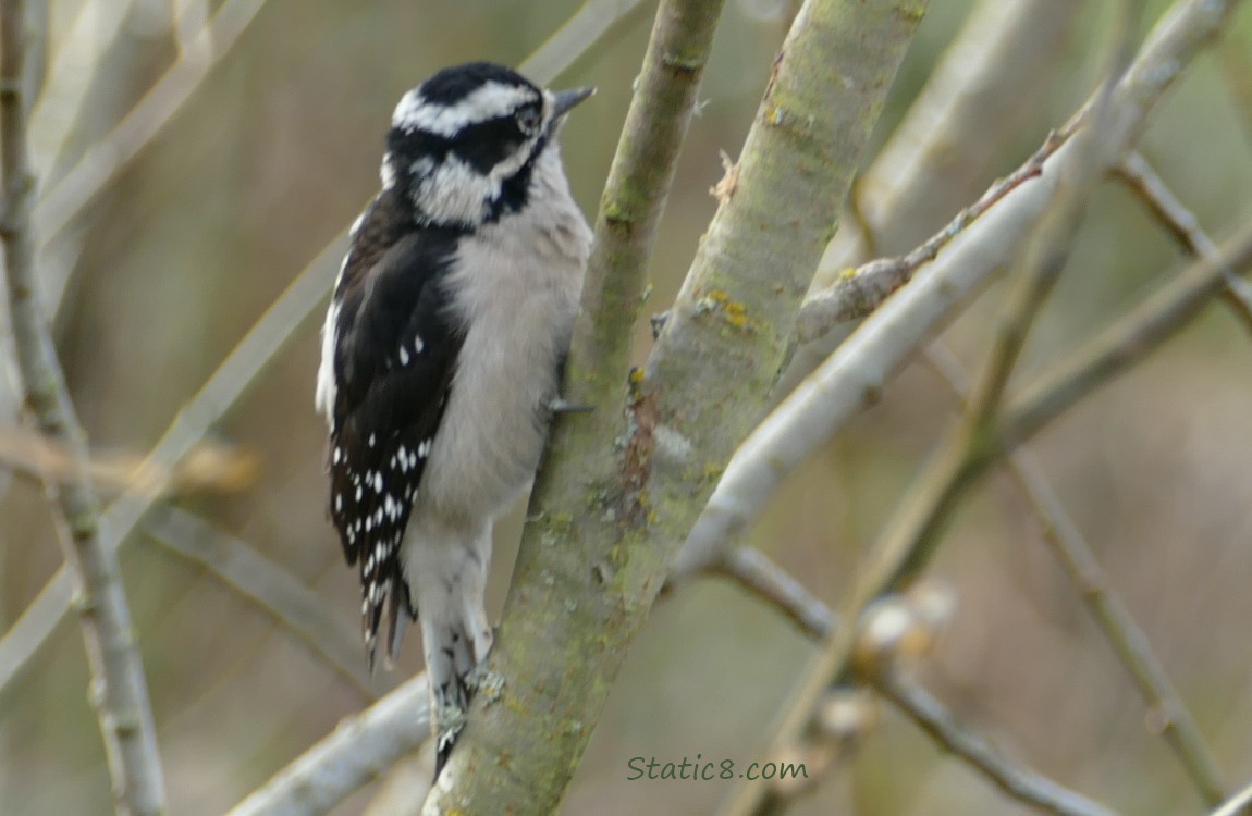 female Downy Woodpecker on a branch