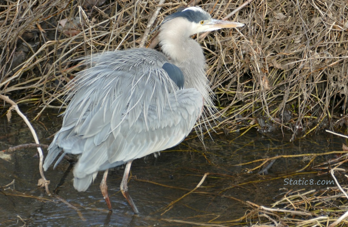 Great Blue Heron, standing in water with feathers rousted