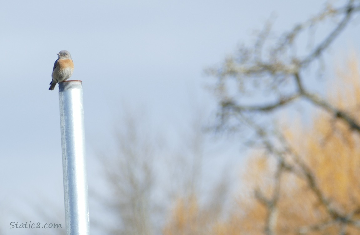 female Western Bluebird standing on a pipe with tree branches in the far off background