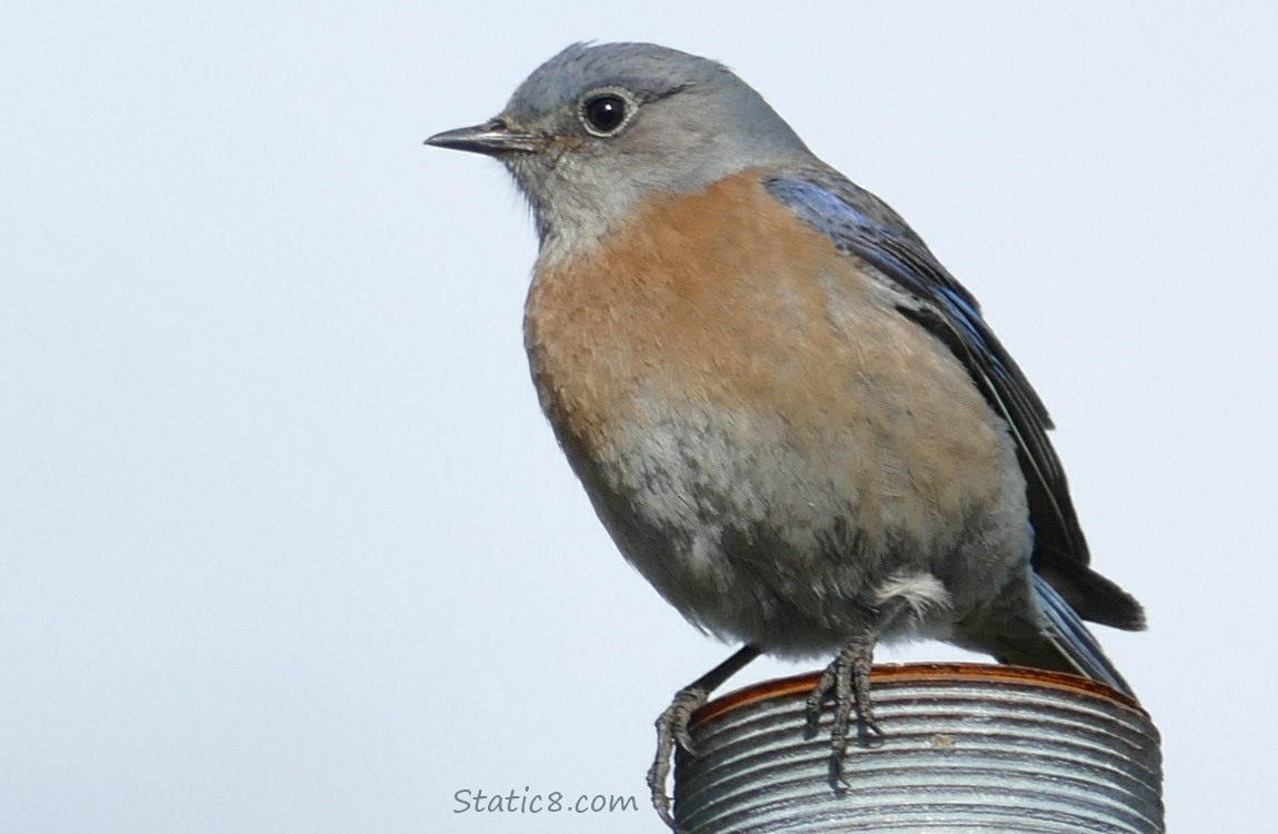 female Western Bluebird closeup