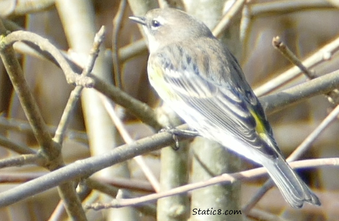 Yellow Rump Warbler standing on a twig