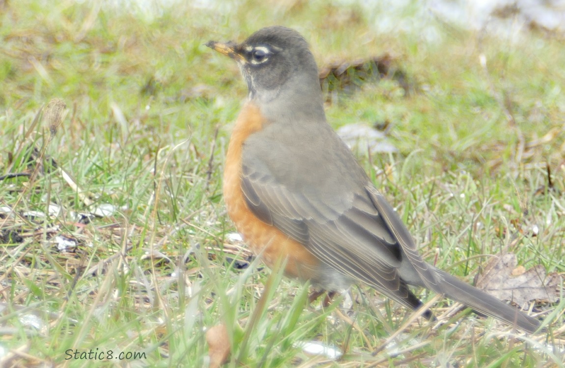 American Robin standing in the grass