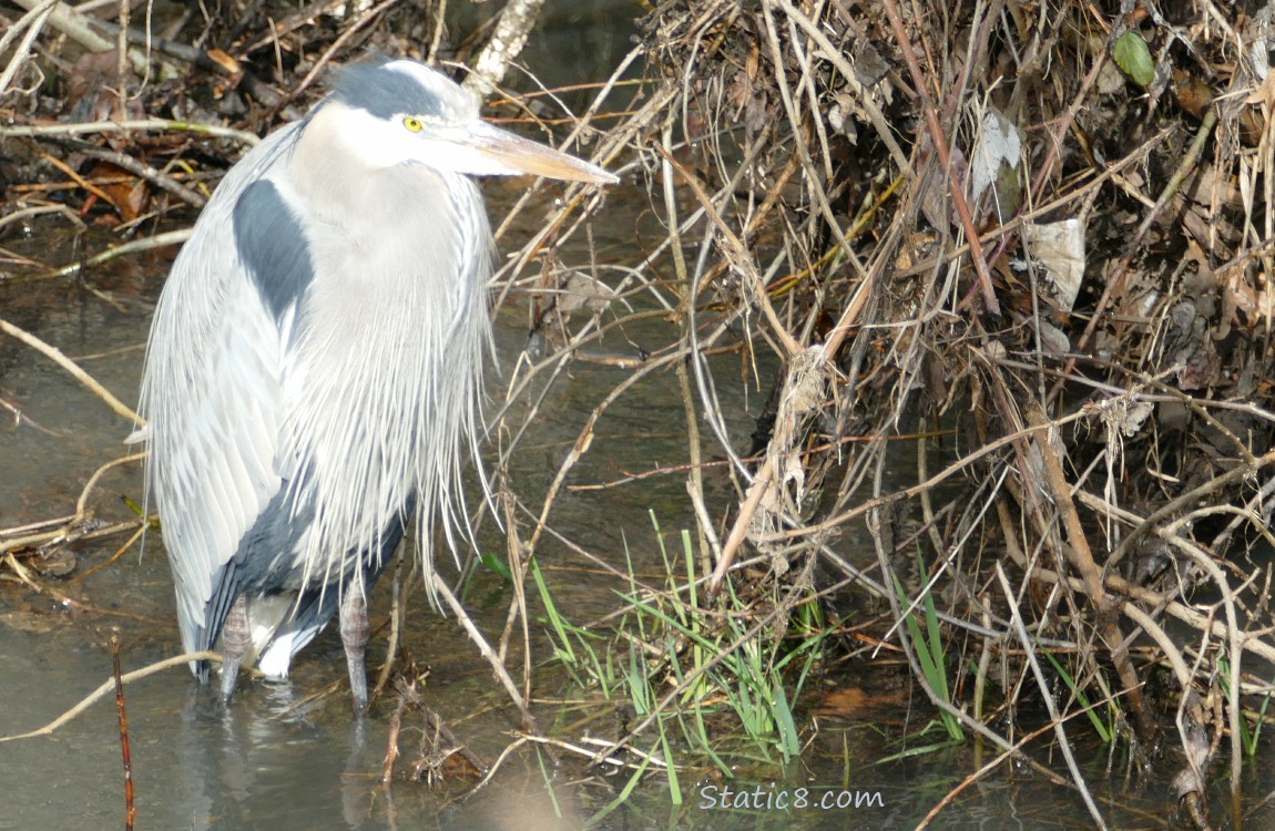 Great Blue Heron, standin in water, surrounded by sticks