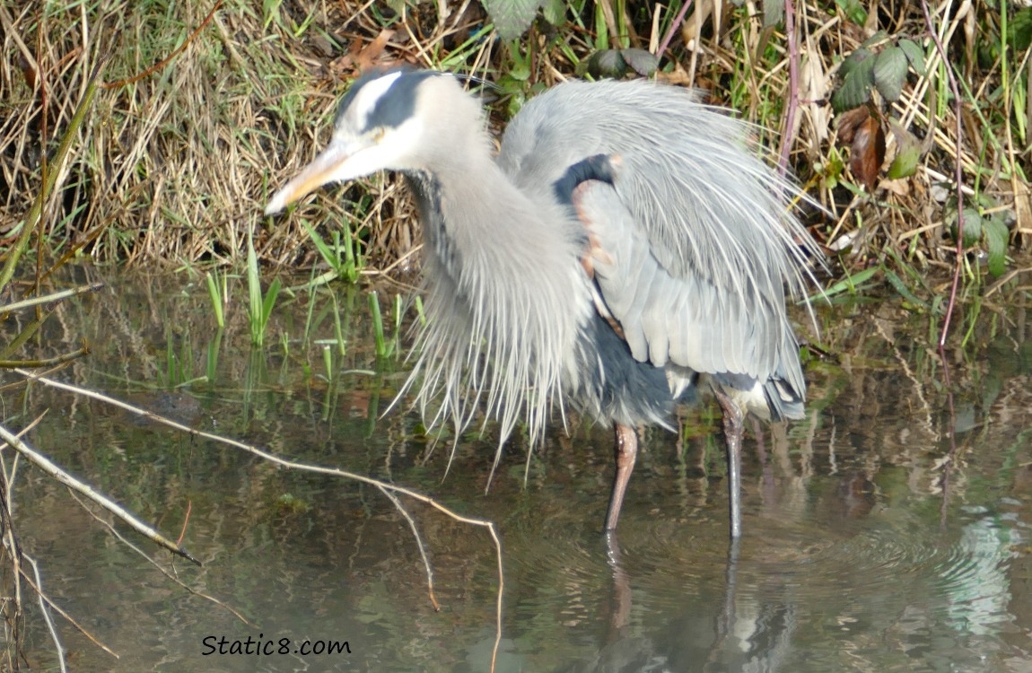 Great Blue Heron standing in water, rousting