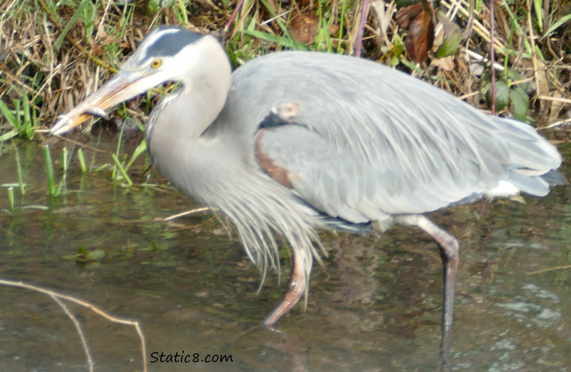 Heron with minnow in beak