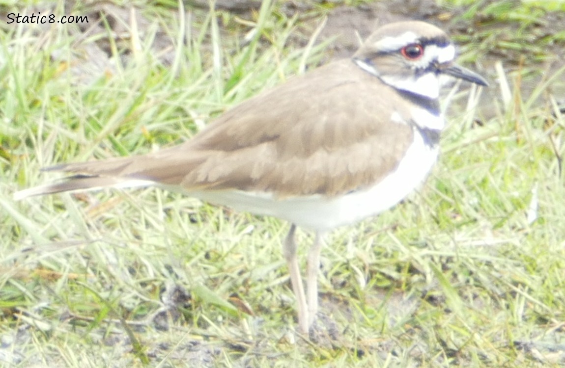 Killdeer standing in the grass