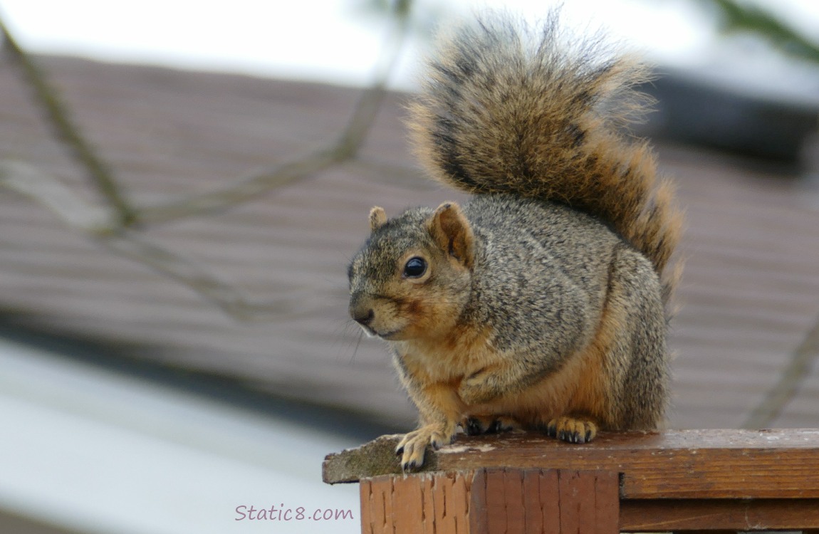 Eastern Fox Squirrel standing on a fence post