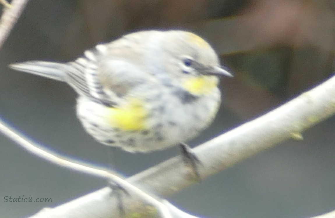 Blurry Yellow Rump Warbler