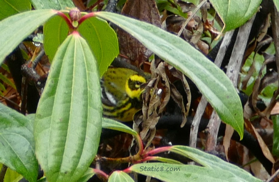 Townsend Warbler, partially hidden in a bush