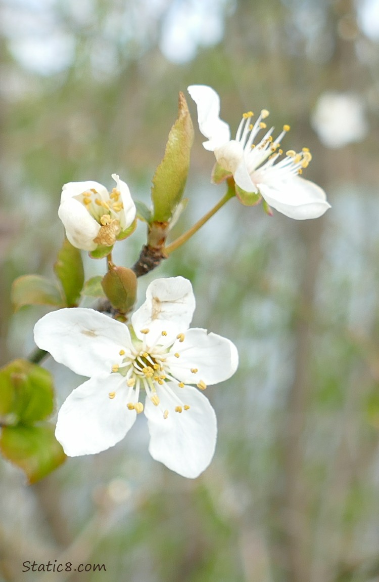 Cherry Blossoms