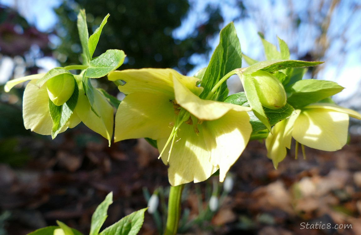 Yellow Lenten Roses