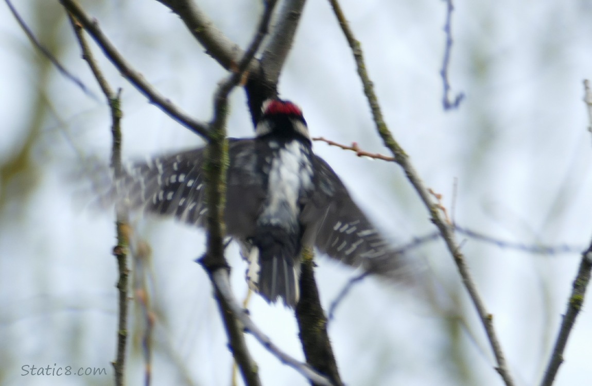 Downy Woodpecker flying to a branch