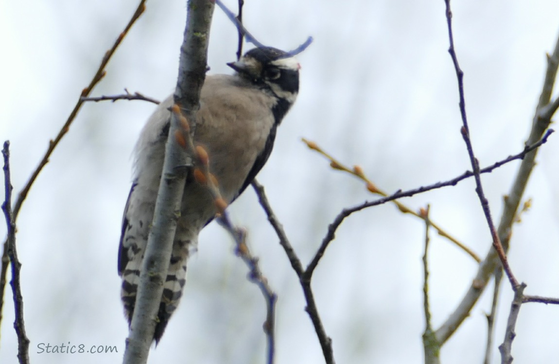 Downy Woodpecker standing on a twig