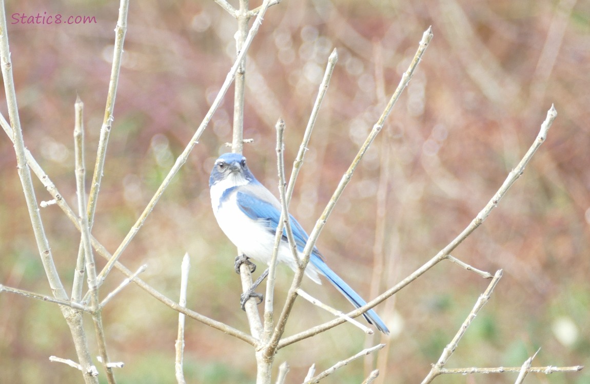 Scrub Jay standing on a twig, surrounded by twigs