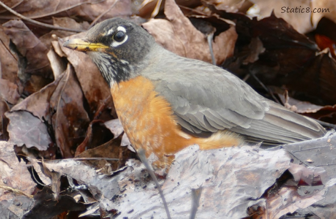 American Robin standing in dead leaves