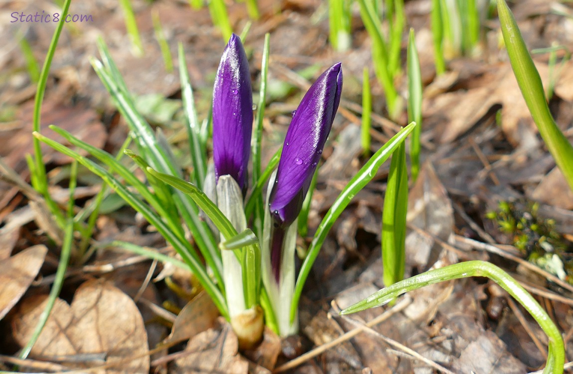 Two purple crocuses, blooms not open yet