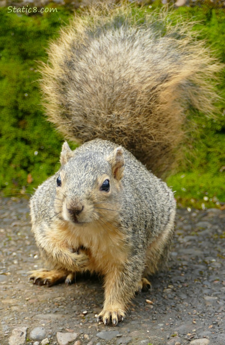 Eastern Fox Squirrel standing on a step