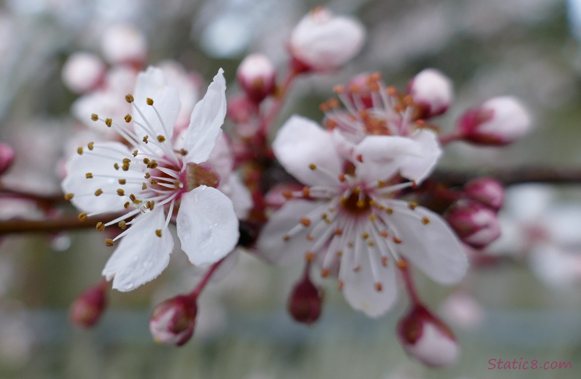 Cherry Blossoms on a dreary day