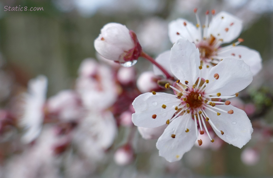 Cherry Blossoms on a dreary day