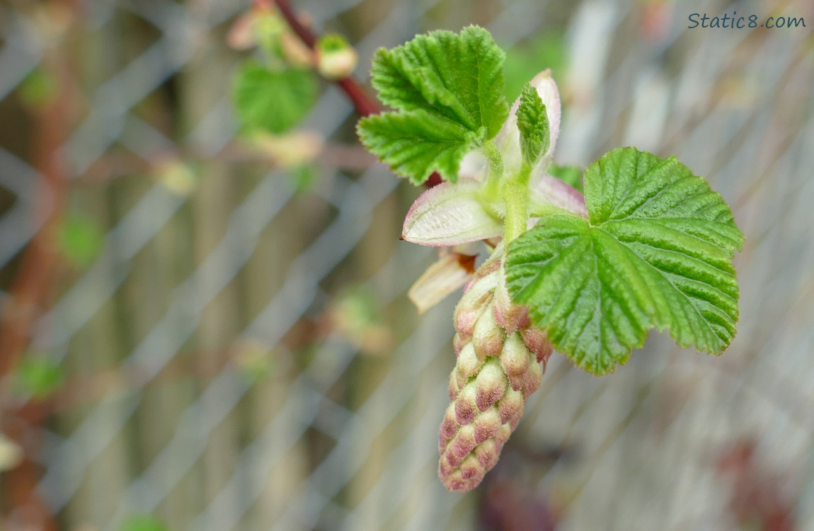 Red Flowering Currant bud and little leaf