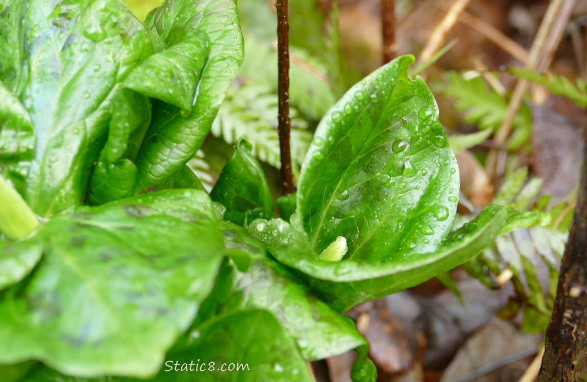 Trillium starting to bud out