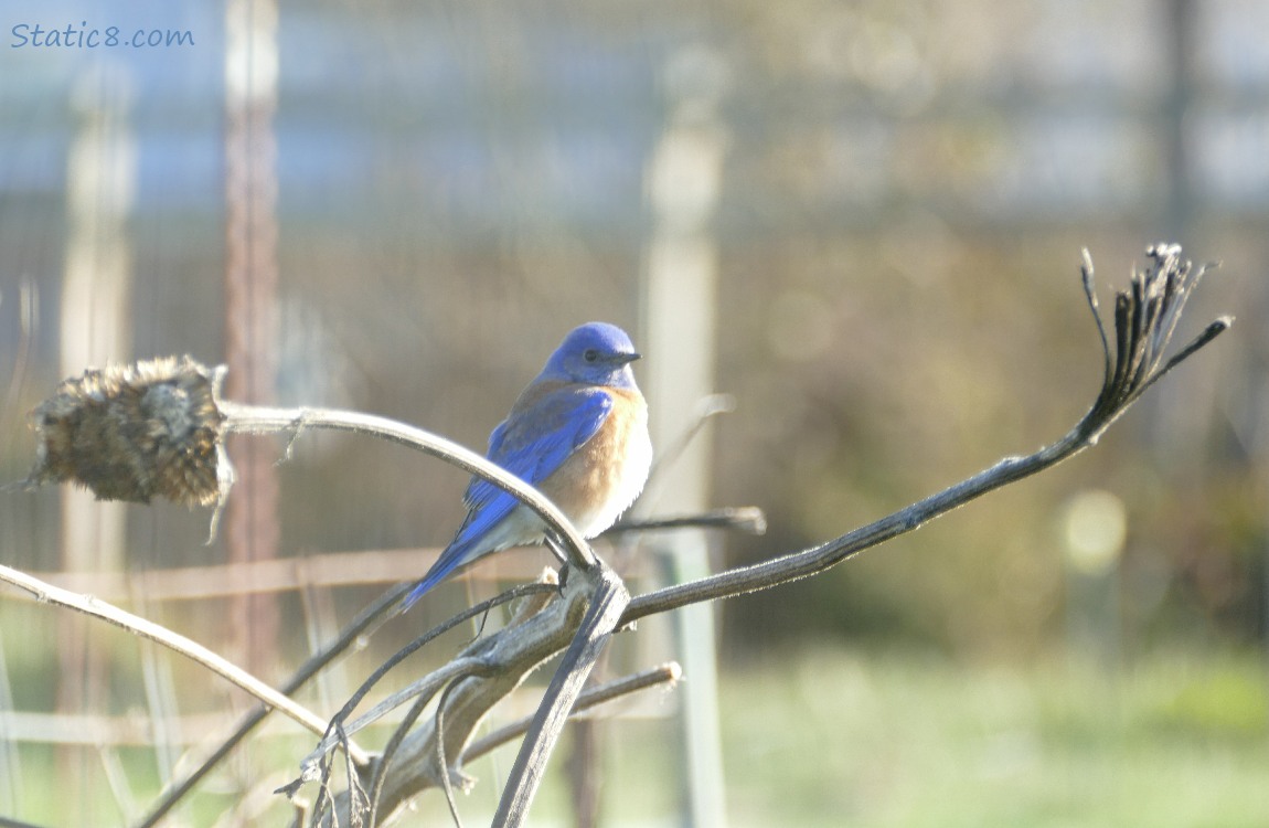 Western Bluebird standing on an old sunflower stalk