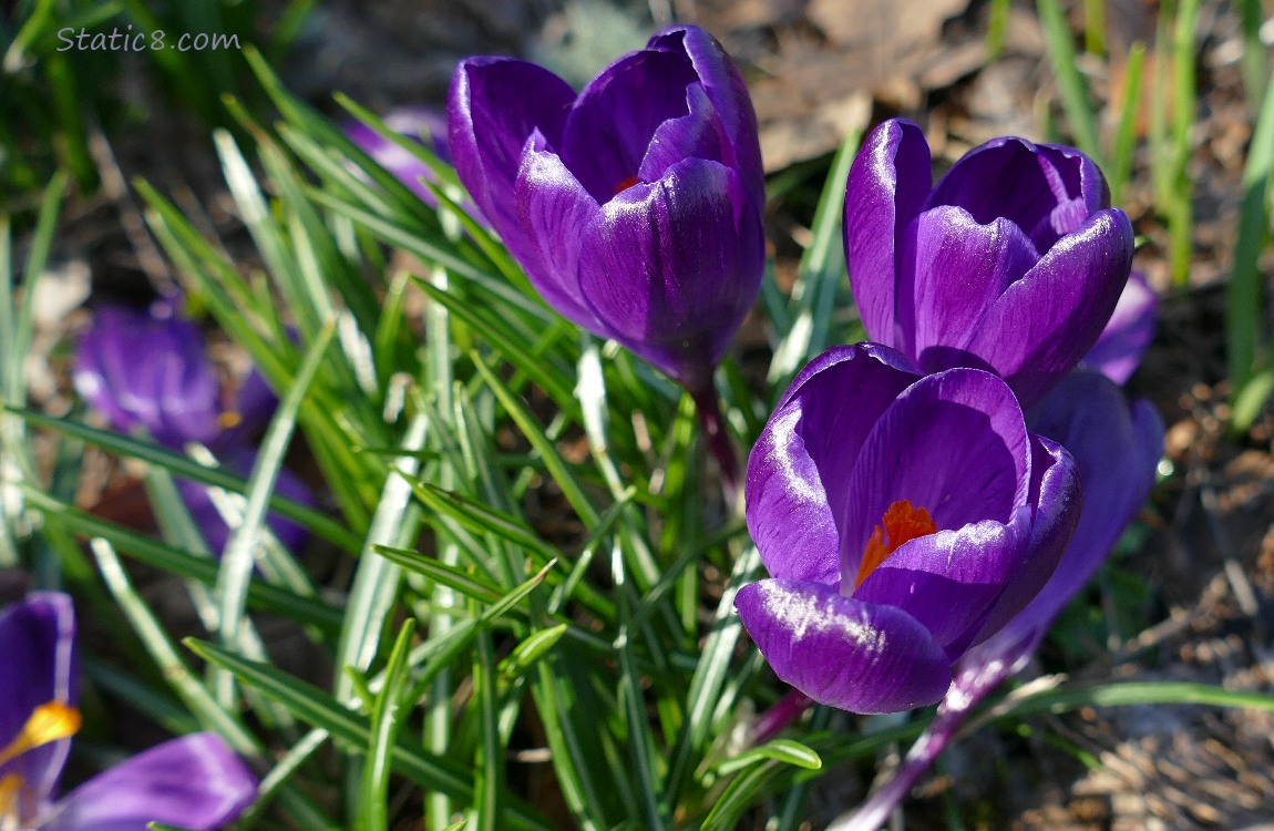 Purple Crocuses