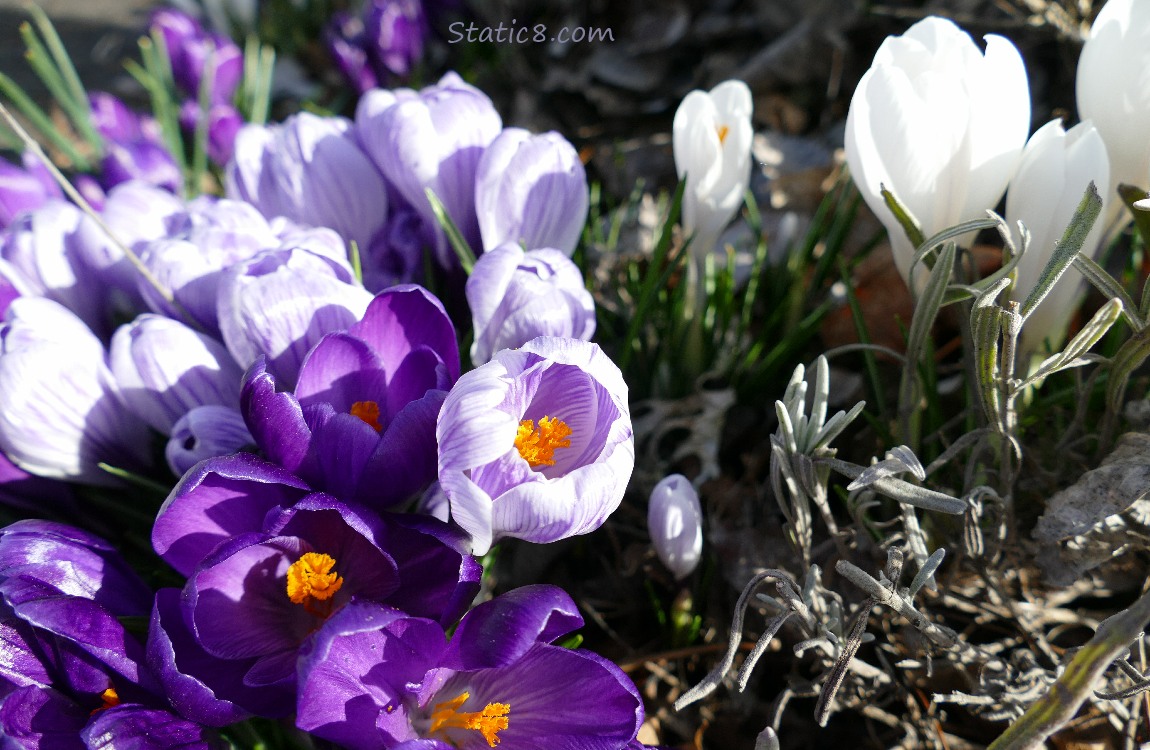 Purple and white Crocuses