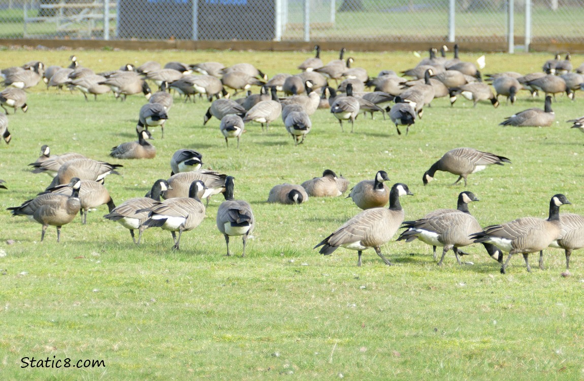 lots of Cackling Geese standing and sitting in a grass field