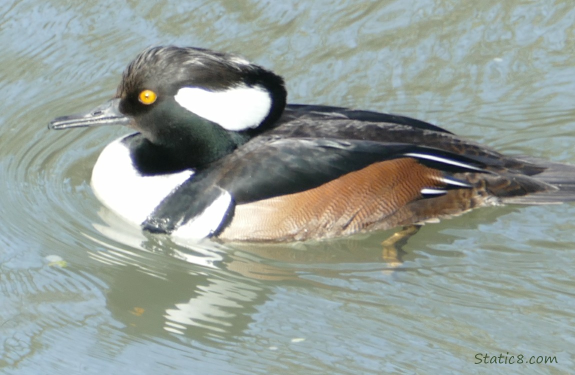 Hooded Merganser on the water