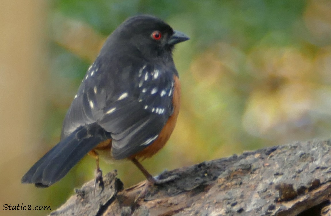 Spotted Towhee standing on a log