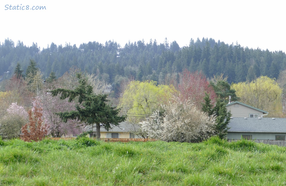 trees in the distance, pinks, whites, magentas, spring greens and dark green fir trees