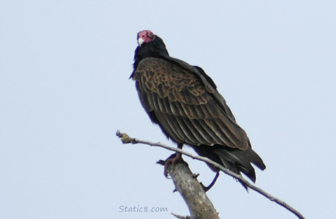 Turkey Vulture standing on a snag