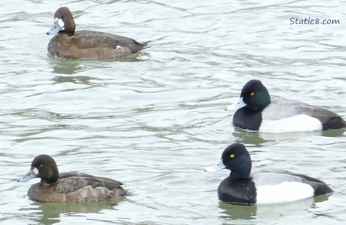 two pairs of Greater Scaups on the water