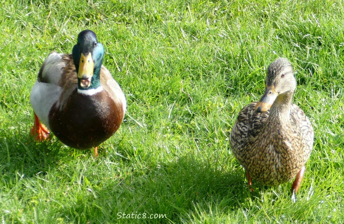 a pair of Mallards walking on the grass