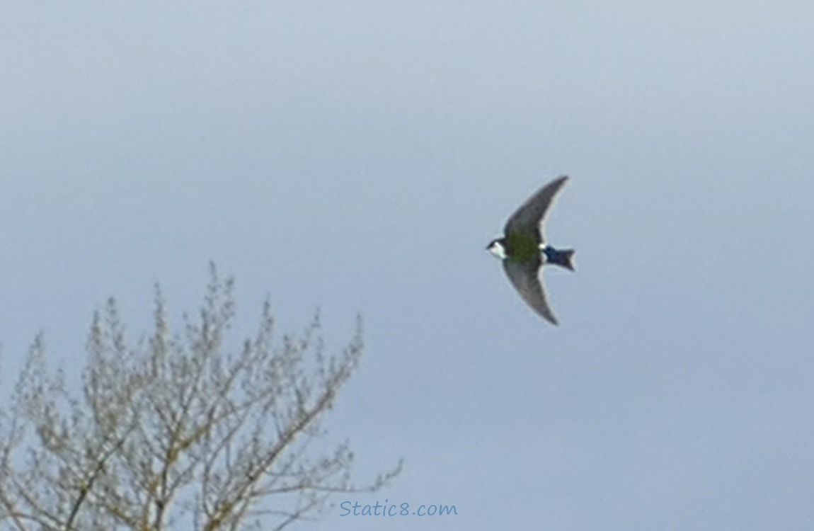 Violet Green Swallow flying